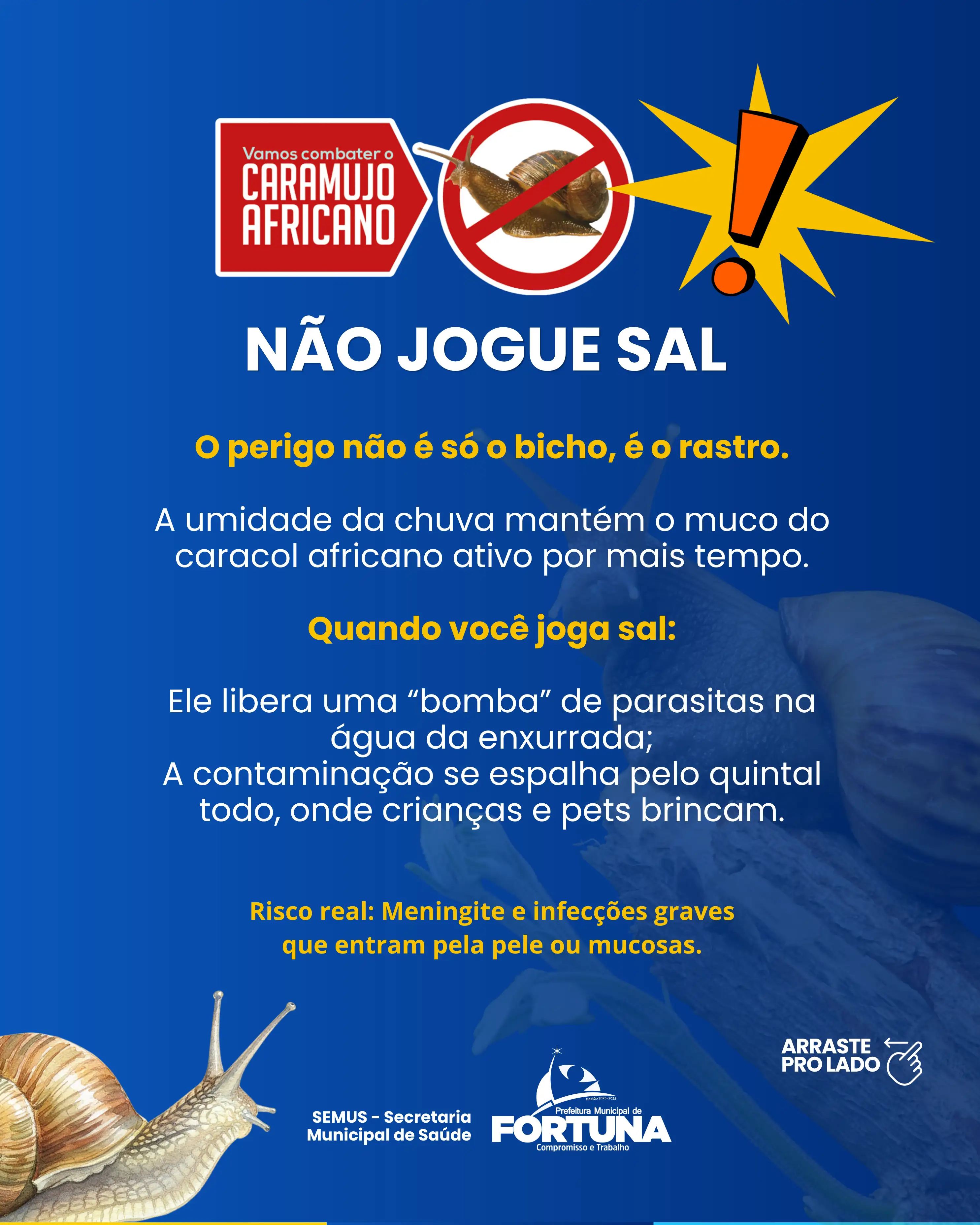 Prefeitura de Fortuna alerta população sobre cuidados com o caramujo africano durante o período chuvoso