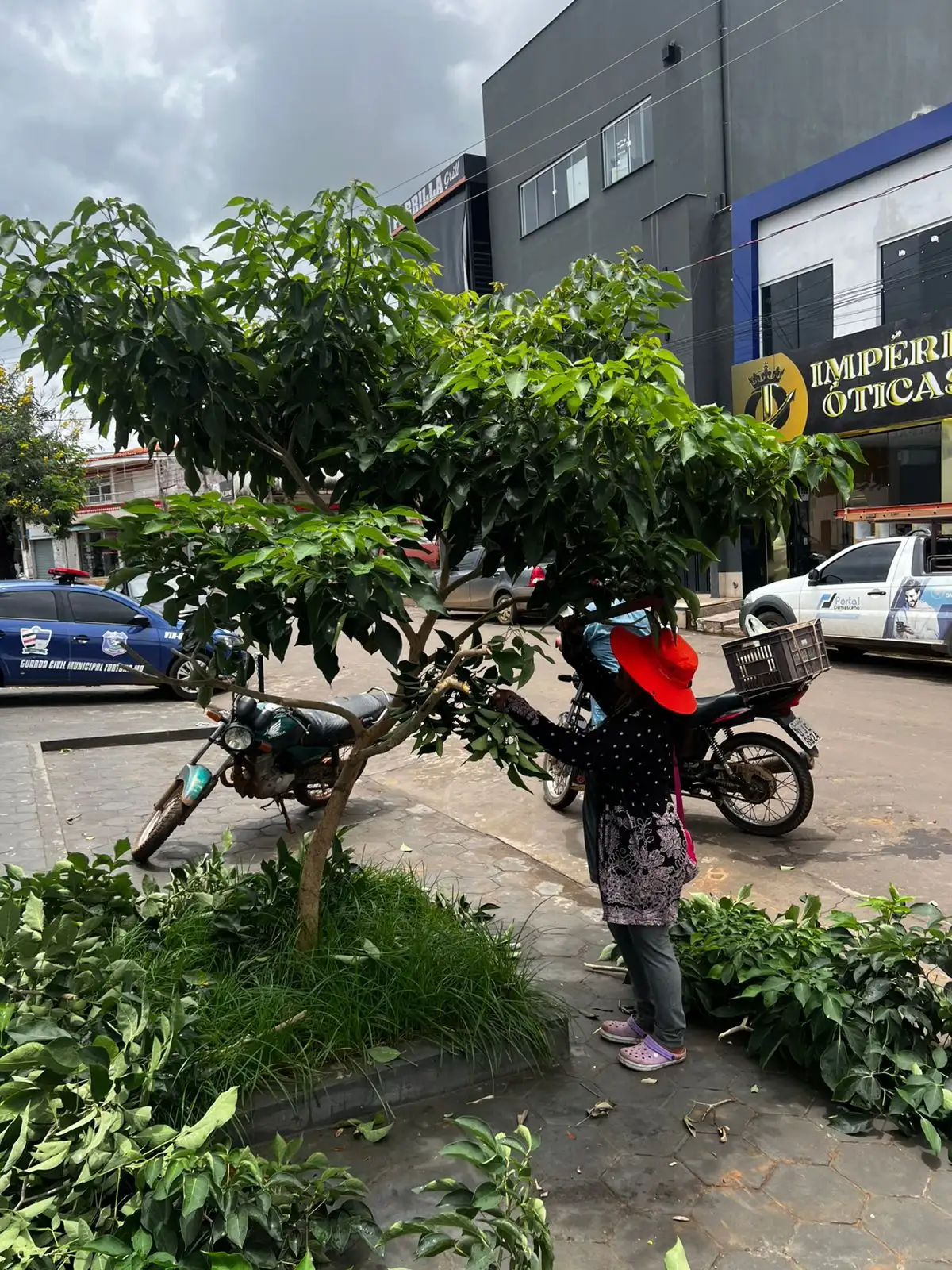 Foto 2 – Prefeitura de Fortuna reforça ações de arborização e sustentabilidade
